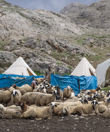Tunceli'de 3 bin metre rakımda "peynir" mesaisi