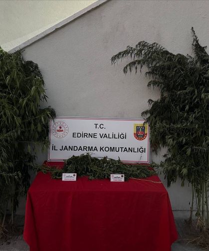 Kamu arazisindeki Hint kenevirlerini sularken yakalandı