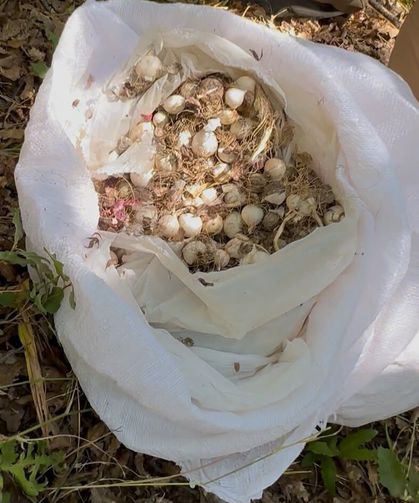 Dağ sarımsağı toplayan 3 kişiye 2 milyon lira ceza