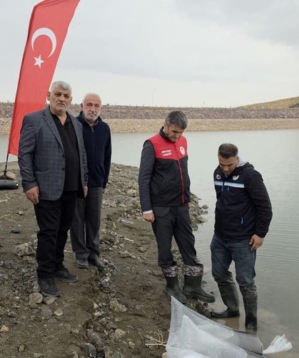 Van'da göletlere 700 bin sazan yavrusu bırakıldı