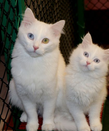 Van Kedi Villası’nda yavru mesaisi bitti, sahiplendirme başladı