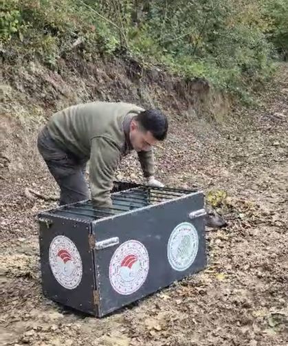 Otomobilin çarptığı karaca, tedavisi sonrası doğaya bırakıldı