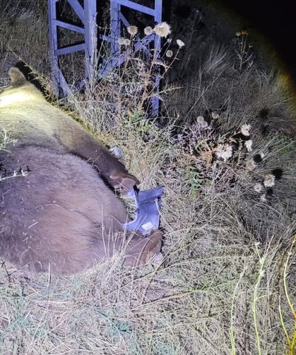 Tunceli’de cipin çarptığı ayı öldü