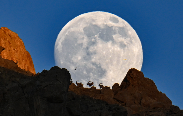 Yaban keçileri dolunayla birlikte görüntülendi