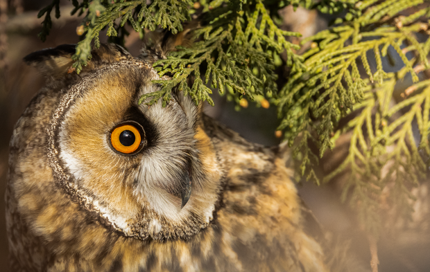 Van kırsalında baykuşlar kışı geçiriyor