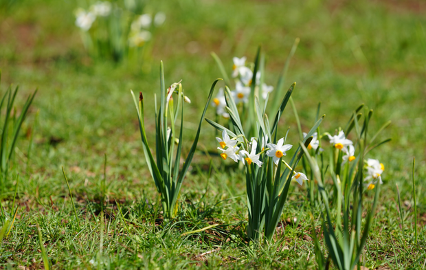 Derecik’te bahar başladı: Doğa yeniden canlandı