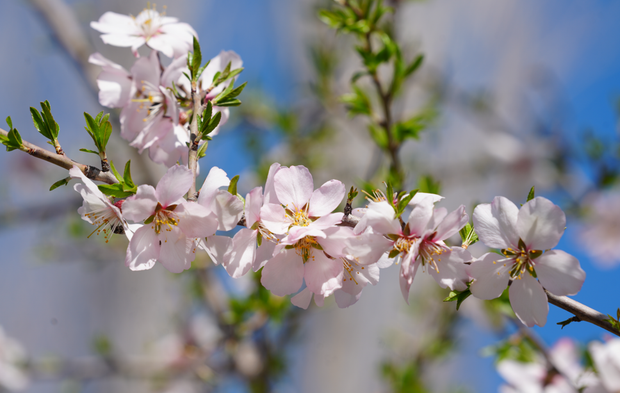 Hakkari Derecik’te doğa şöleni: Çiçekler, dağlar ve şelaleler