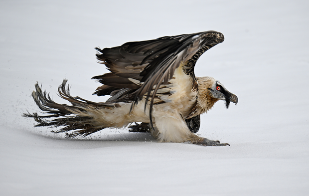 Van’daki merkez yaralı kuşlara umut oluyor