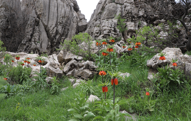 Rengarenk Çiçekler Doğayı Süsledi, Ters Laleler Açtı