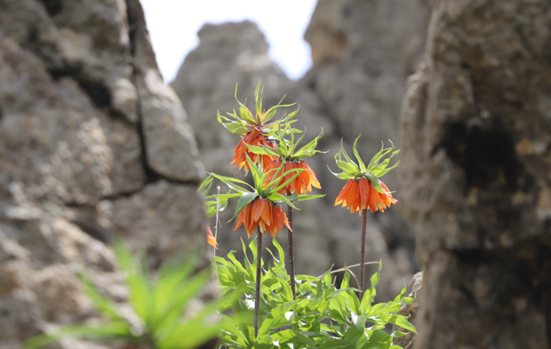 Hakkari'de canlanan doğa rengarenk çiçeklerle süslendi