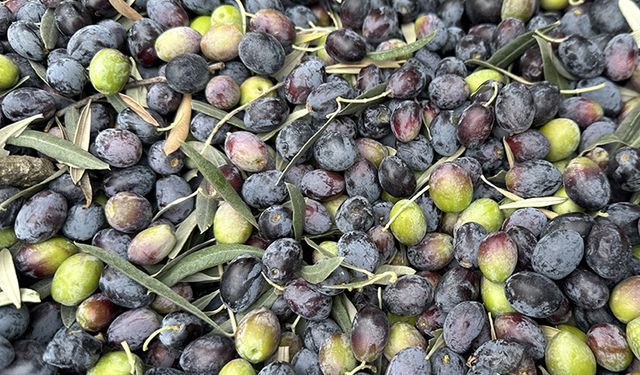 Yetişmez denilen zeytin Erzurum’un geçim kaynağı oldu