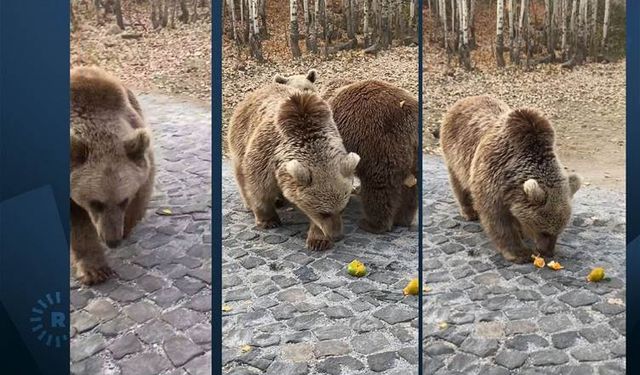 Beslediği ayının saldırısından son anda kurtuldu