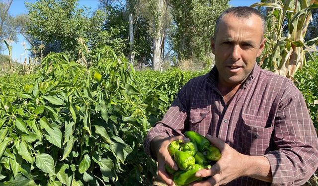 Avrupa’nın cemele biberi Kırşehir’den