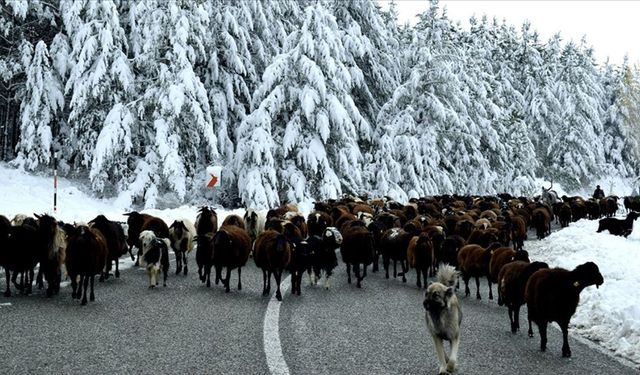 Göçerlerin zorlu dönüş yolculuğu başladı