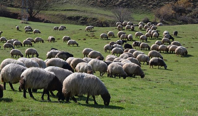 Hayvancılık destekleri %150 artacak