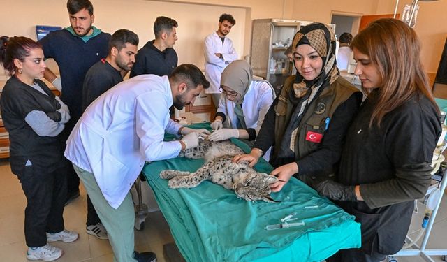 Van'da ekipler yaralı vaşak için seferber oldu