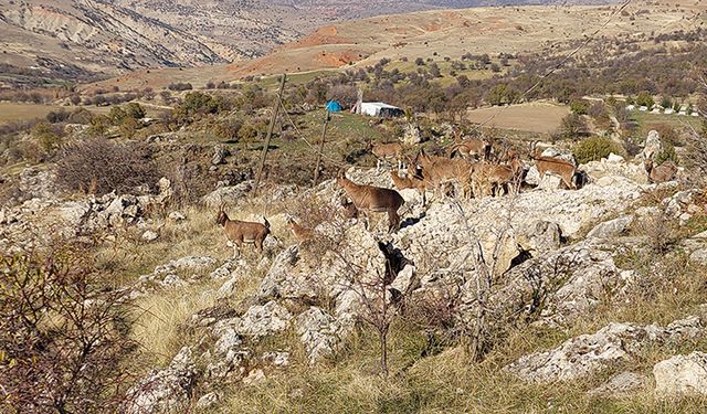 Yaban keçileri yerleşim yerinde görüntülendi