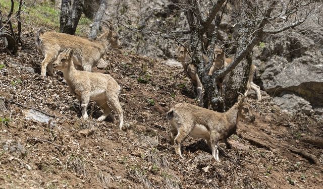 Yaban keçileri Munzur Vadisi'nde sürü halinde görüntülendi
