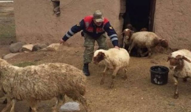 Jandarma Şırnak'ta koyun hırsızlarını yakalandı