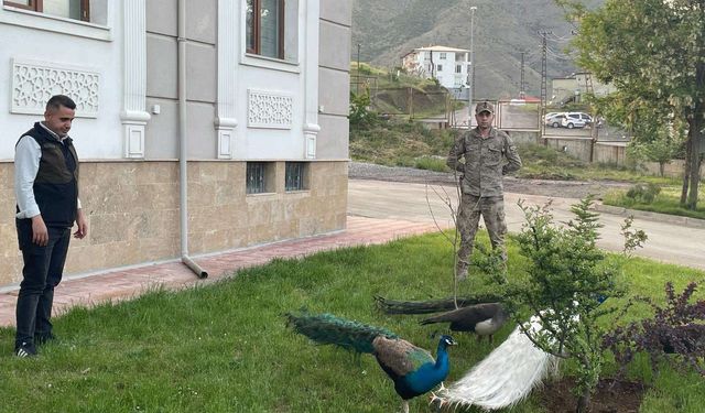 Hakkari'de kaçak tavus kuşlarına el konuldu