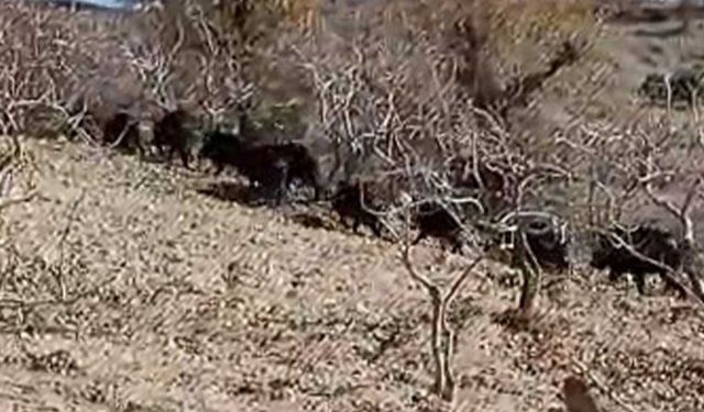 Hakkari'de domuz sürüsü görüntülendi