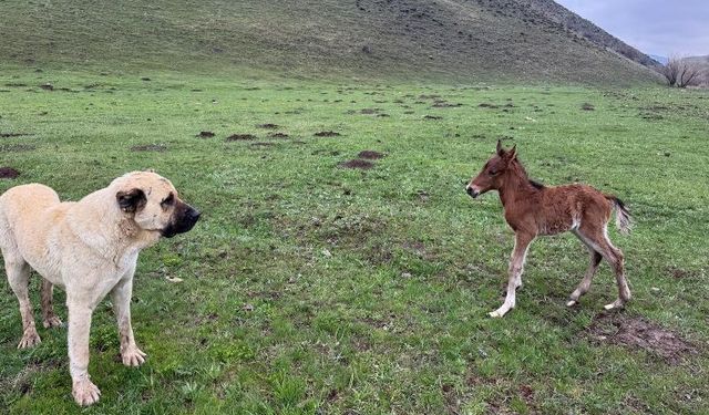 Yaylada doğum yapan at ve yavrusunu yanlız bırakmadı