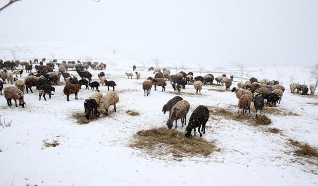 Muş'ta meralar beyaza büründü; koyun ve kuzular yeniden ağıllara döndü