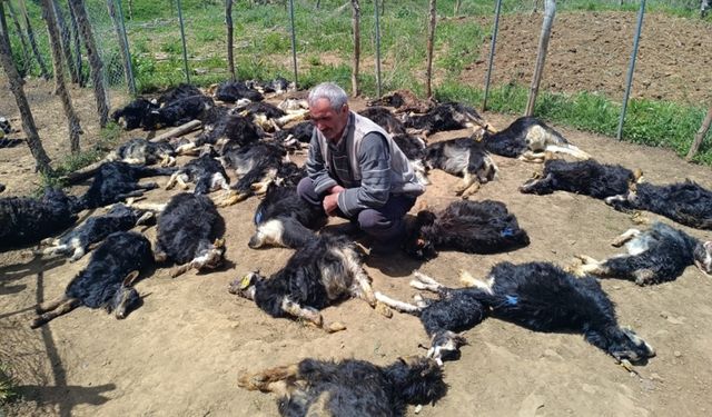 Bingöl'de ağıla giren kurtlar, 49 küçükbaşı telef etti