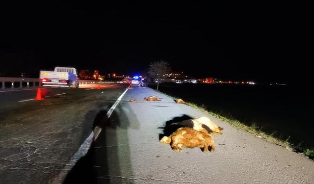 Bitlis'te otomobilin çarptığı sürüdeki 12 koyun telef oldu