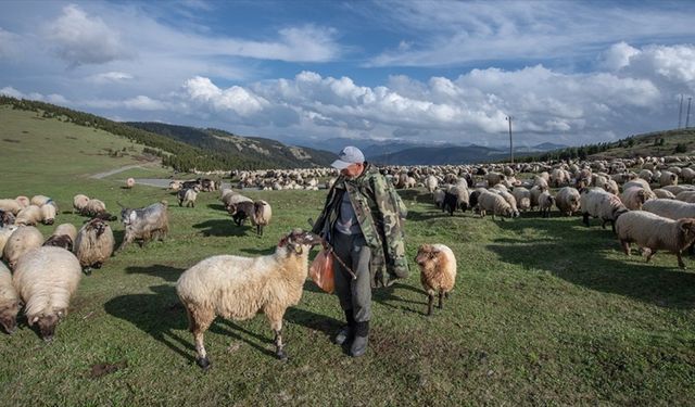Hayvan üreticilerine 3,9 milyar liralık destek ödemesi bugün yapılacak