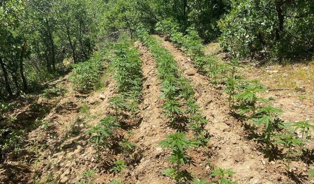 Bingöl'de 4 bin 763 kenevir ele geçirildi