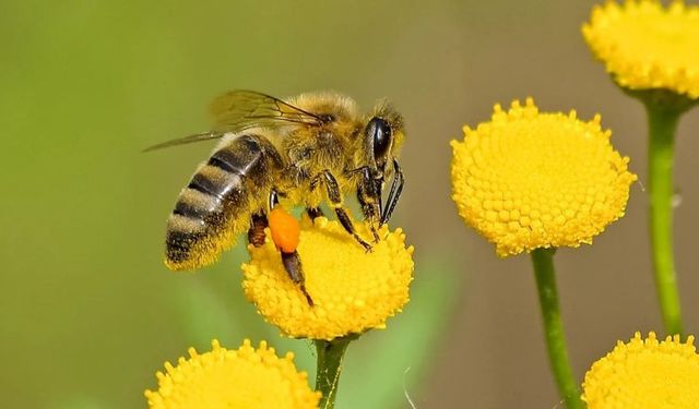 Bilim insanları: Savaş ve mikroplastikler arıları tehdit ediyor