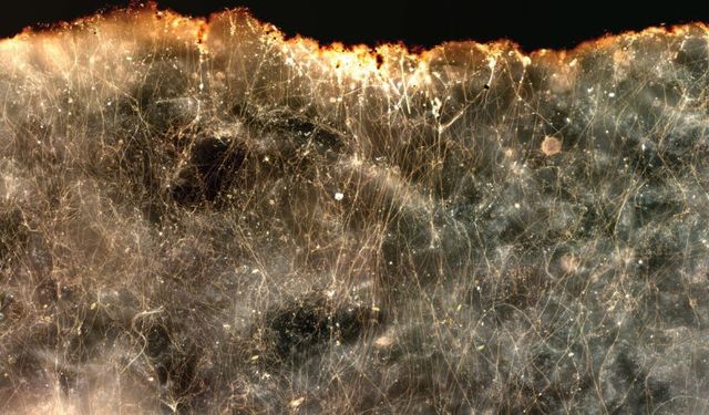Elektrik ileten yeni bir bakteri türü keşfedildi