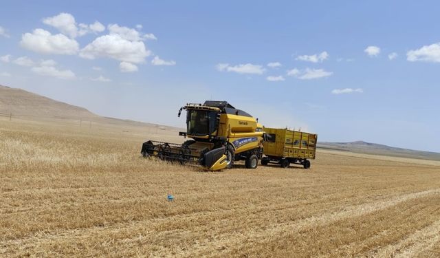 Mayısta Erzurum'a kar yağarken Mardin'de ilk hasat yapıldı