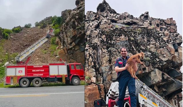 Hakkari'de mahsur kalan keçi yavrusu kurtarıldı