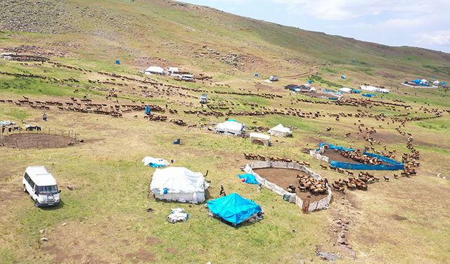 Ağrı'daki 371 yaylaya yerleşen göçer aileler yazı çadırlarda geçiriyor