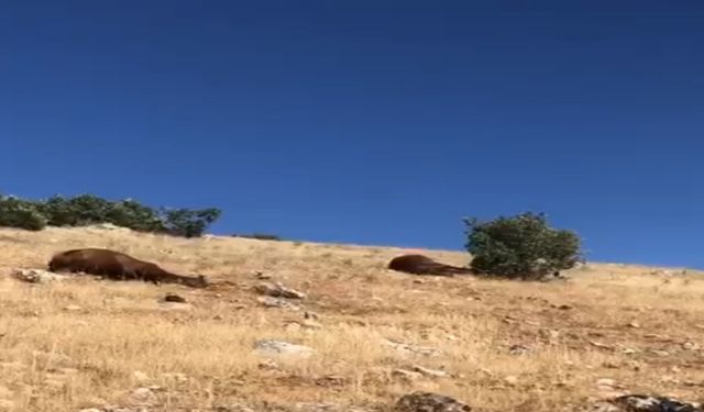 Batman'da silahla vurulmuş halde 7 yılkı atı bulundu