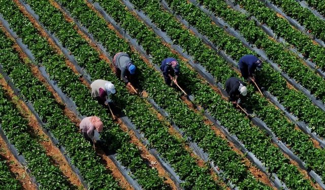 Çiftçilere 5,5 milyar lira destek ödemesi bugün hesaplarada