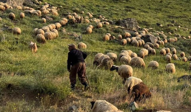Hakkari’de çobanların bayram mesaisi