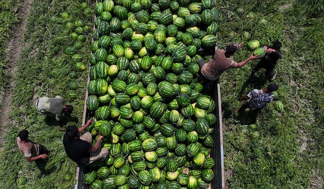 Karpuzun fiyatı tarlada 7 liraya düştü