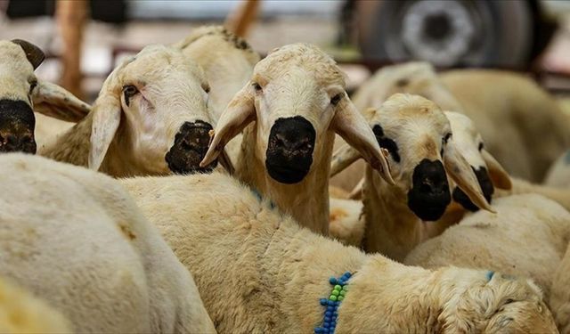 "Bayram namazı öncesi kesilen kurbanlar geçersizdir"