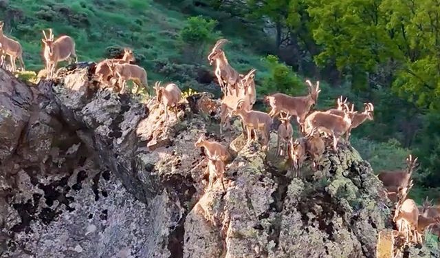 Munzur Dağları'nda dağ keçileri sürü halinde görüntülendi