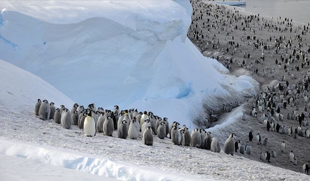 İmparator penguen nüfusu azalıyor