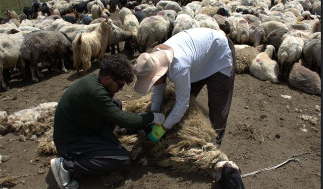 Hakkari'nin zirvesinde koyun kırkma