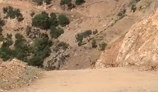 Şemdinli Seyir Tepesi'nde dağ keçisi sürüsü görüntülendi