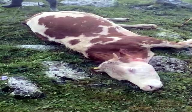 Ardahan’da meraya yıldırım düştü; 3 inek öldü