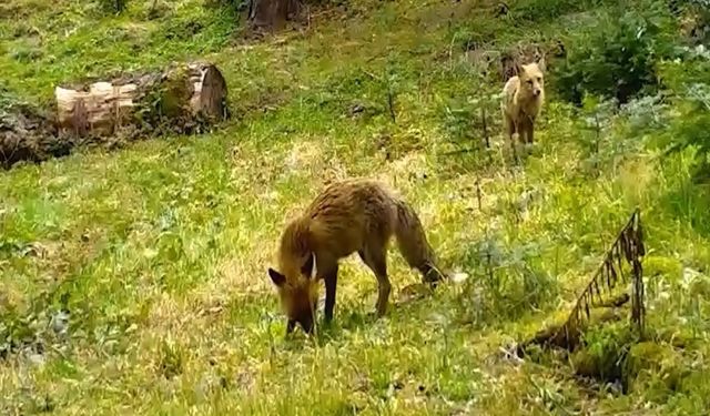 Kızıl tilki ile yavrusu görüntülendi
