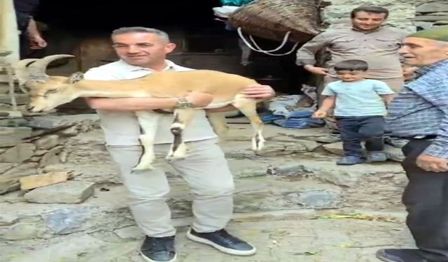 Van'da bitkin halde bulunan dağ keçisi, bakıma alındı