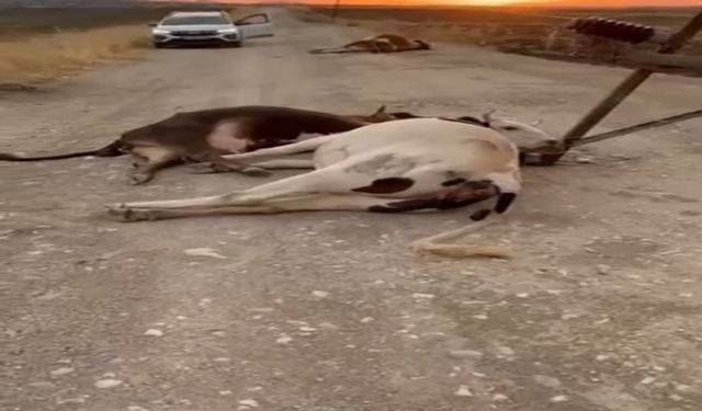 Şiddetli rüzgar elektrik direğini devirdi; 6 inek akıma kapılıp öldü