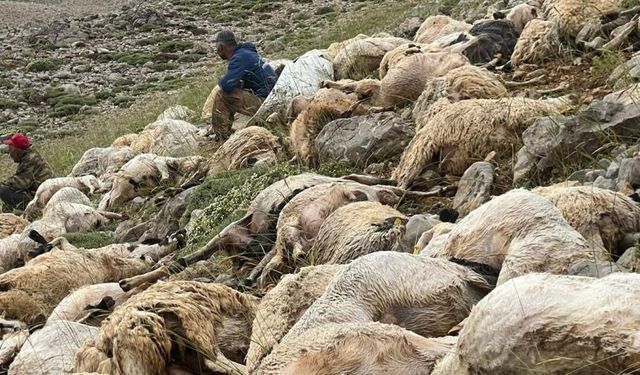 Tunceli'de yıldırım düşmesi sonucu 200 koyun telef oldu